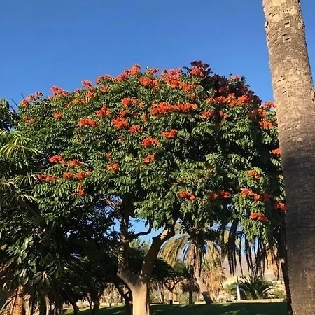 Liberty Tenerife Ξενοδοχείο με διαμερίσματα Costa Adeje (Tenerife)